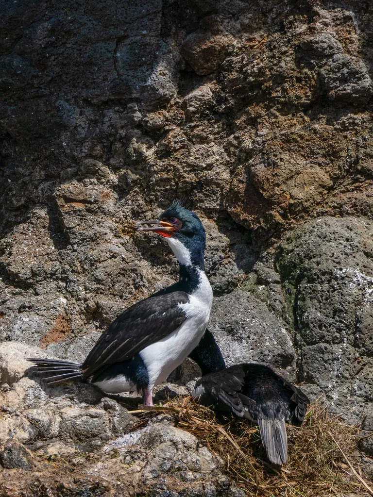 奥岛鸬鹚(Leucocarbo colensoi)
