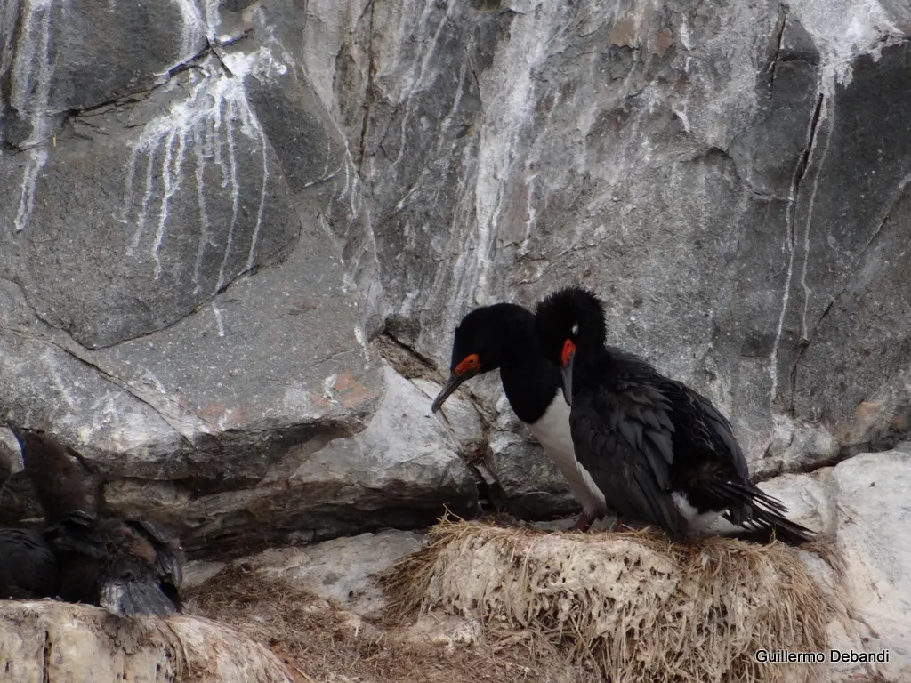 岩鸬鹚(Leucocarbo magellanicus)