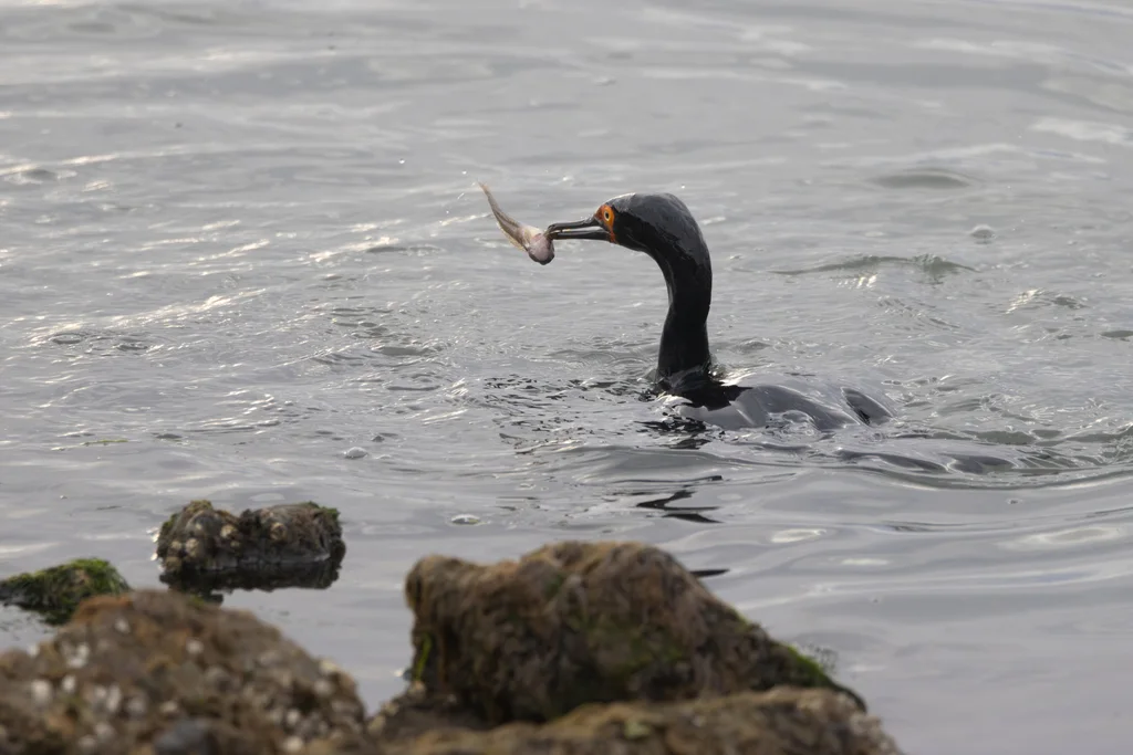 岩鸬鹚(Leucocarbo magellanicus)