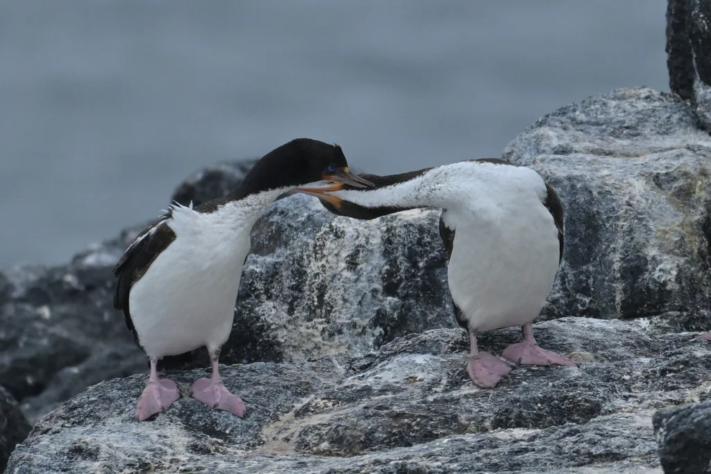 查岛鸬鹚(Leucocarbo onslowi)