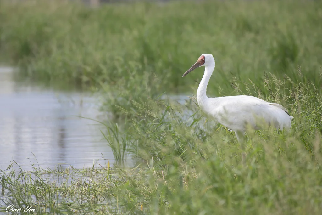 白鹤(Leucogeranus leucogeranus)
