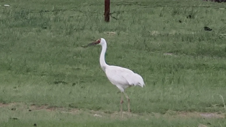 白鹤(Leucogeranus leucogeranus)