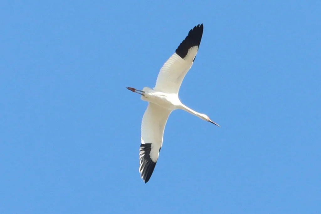 白鹤(Leucogeranus leucogeranus)