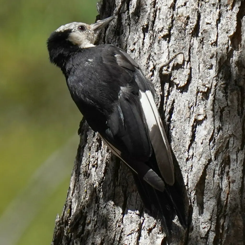 白头啄木鸟(Leuconotopicus albolarvatus)