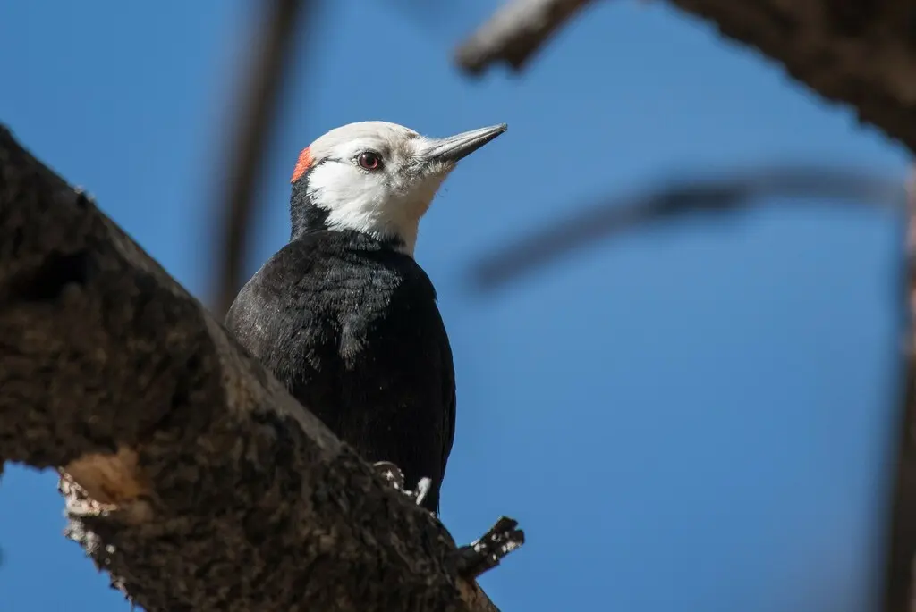 白头啄木鸟(Leuconotopicus albolarvatus)