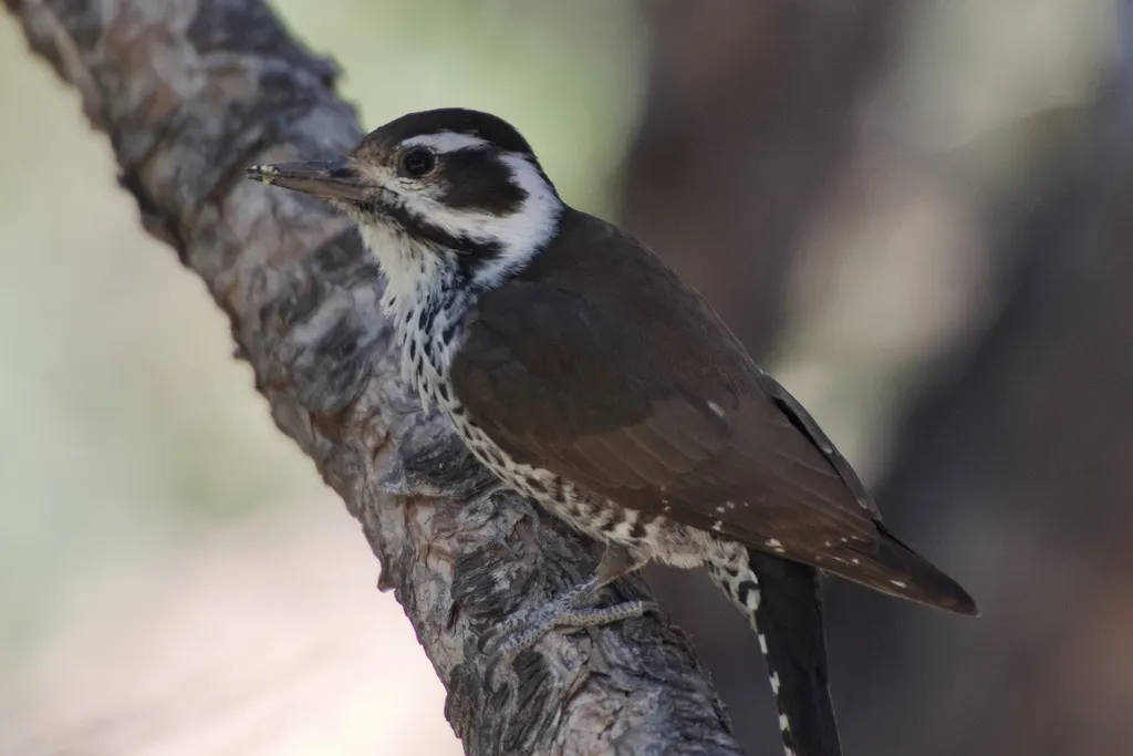亚利桑那啄木鸟(Leuconotopicus arizonae)
