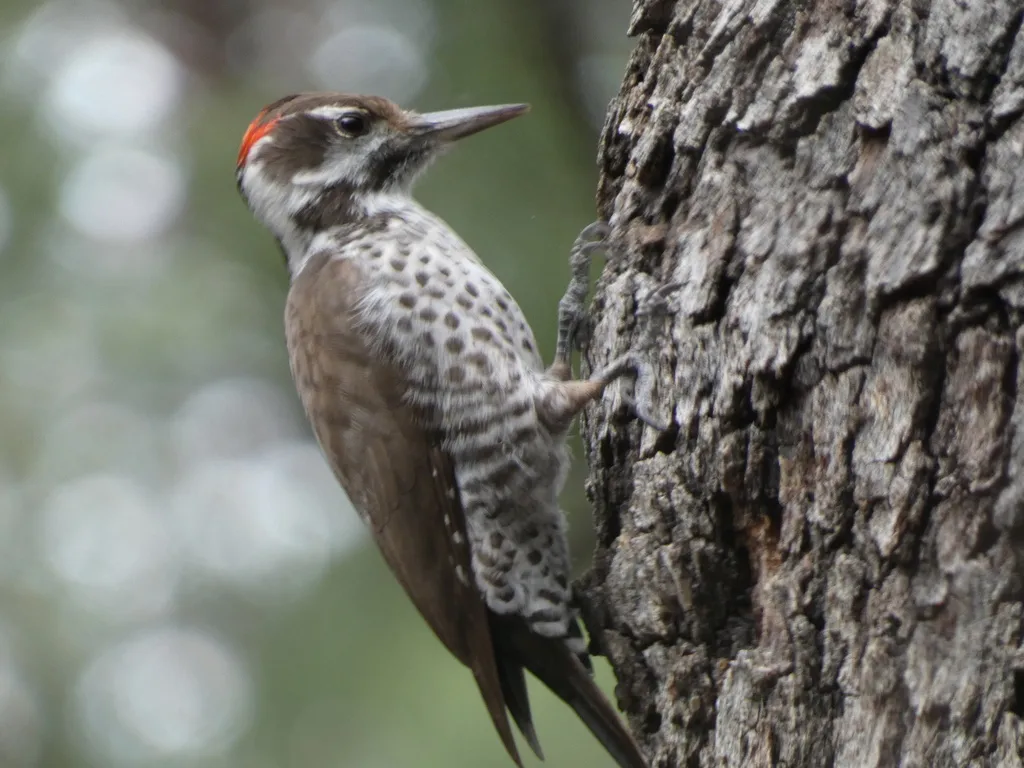 亚利桑那啄木鸟(Leuconotopicus arizonae)