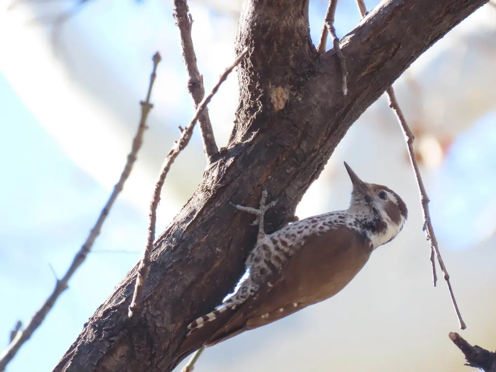 亚利桑那啄木鸟(Leuconotopicus arizonae)