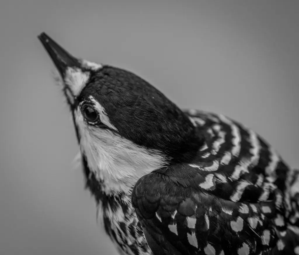 红顶啄木鸟(Leuconotopicus borealis)