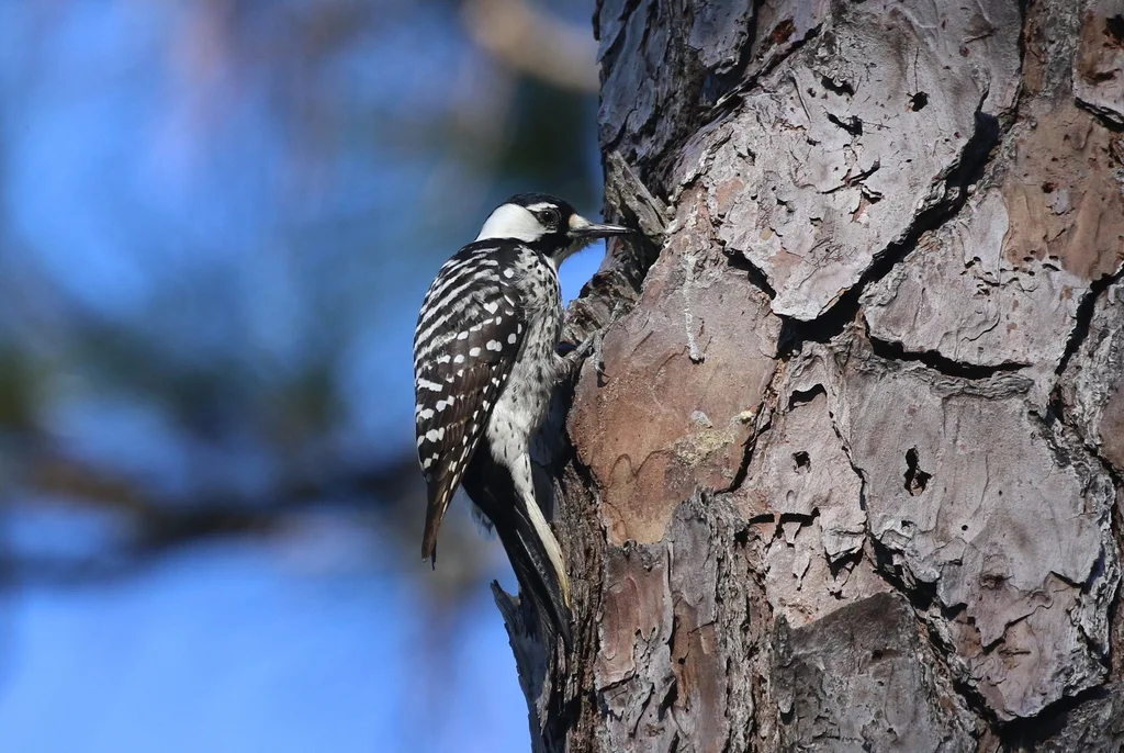 红顶啄木鸟(Leuconotopicus borealis)