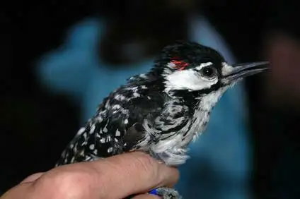 红顶啄木鸟(Leuconotopicus borealis)