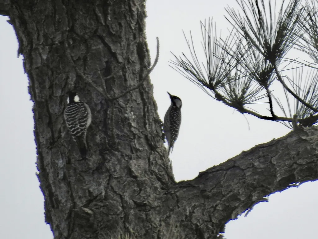 红顶啄木鸟(Leuconotopicus borealis)