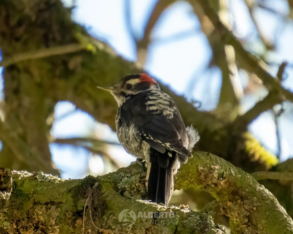 褐斑啄木鸟(Leuconotopicus stricklandi)
