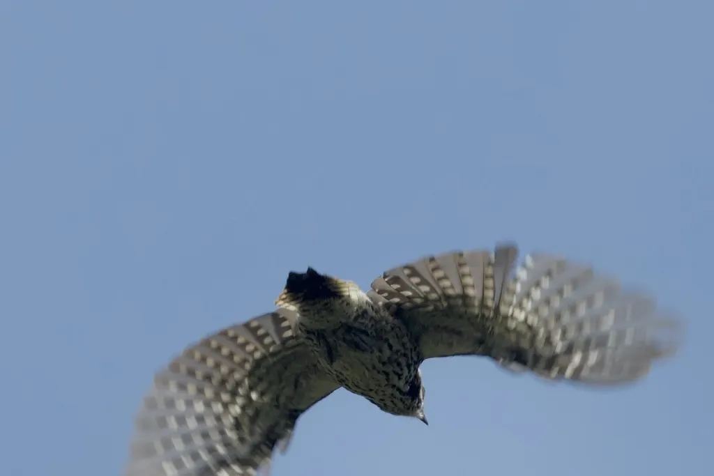 褐斑啄木鸟(Leuconotopicus stricklandi)
