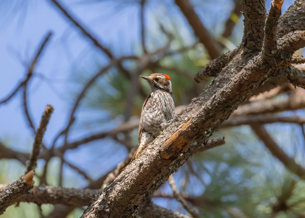 褐斑啄木鸟(Leuconotopicus stricklandi)