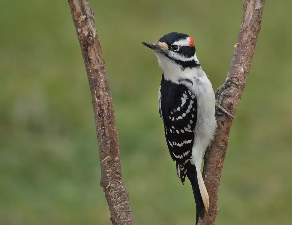 长嘴啄木鸟(Leuconotopicus villosus)