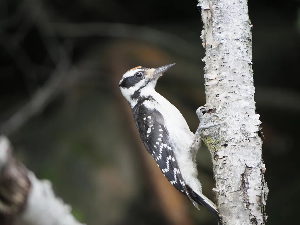 长嘴啄木鸟(Leuconotopicus villosus)