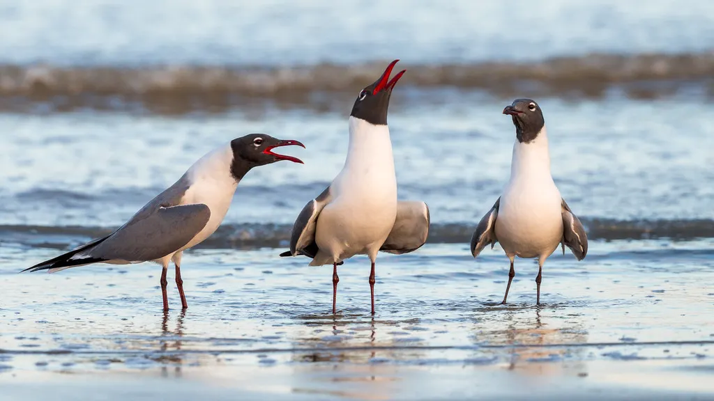 笑鸥(Leucophaeus atricilla)