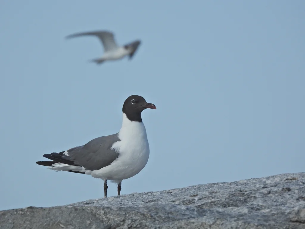 笑鸥(Leucophaeus atricilla)
