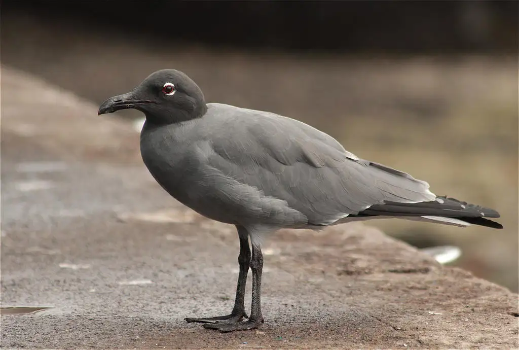 岩鸥(Leucophaeus fuliginosus)