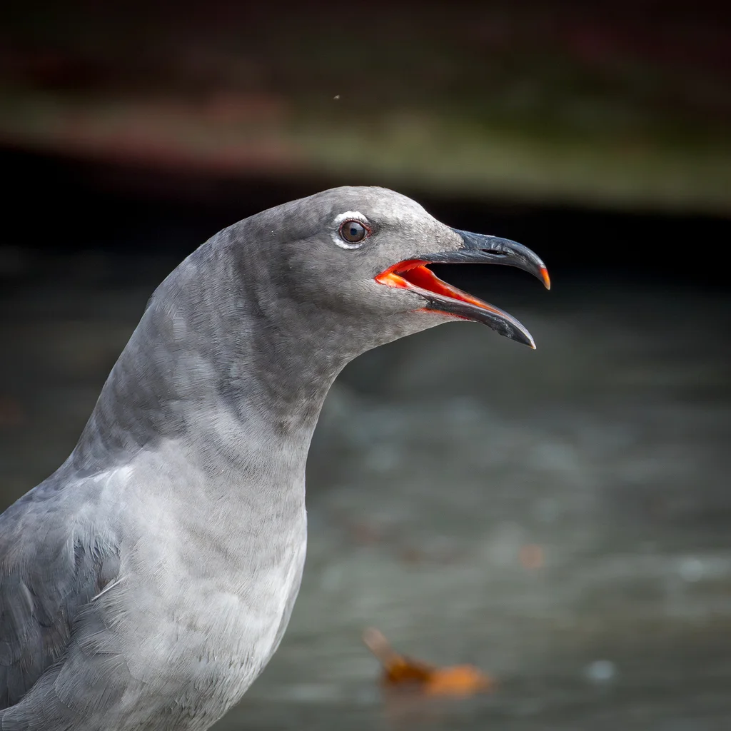 岩鸥(Leucophaeus fuliginosus)
