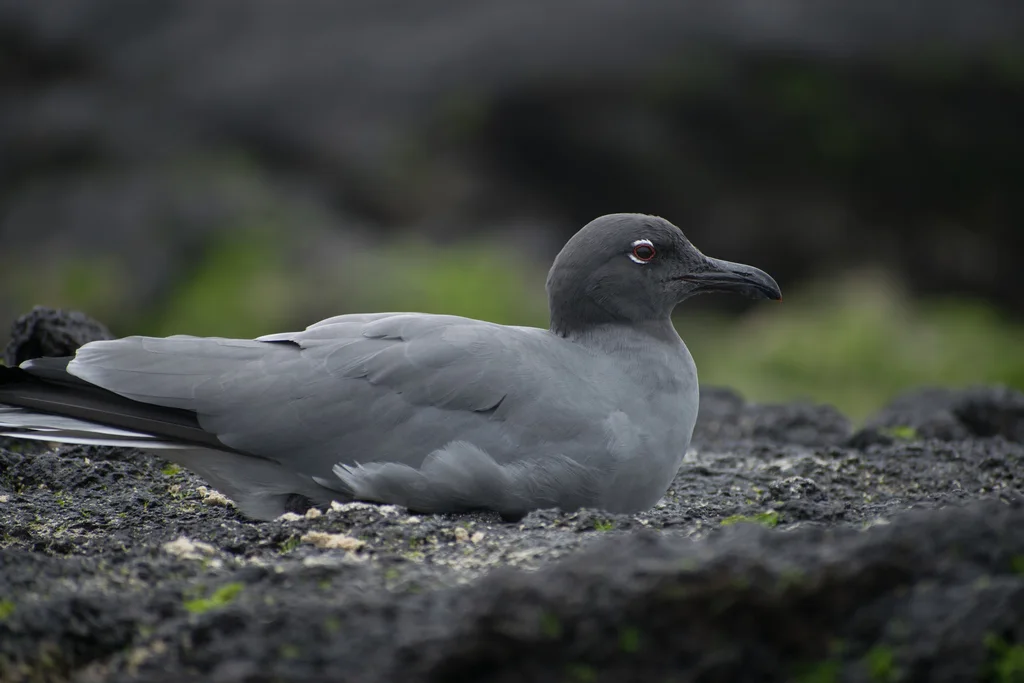岩鸥(Leucophaeus fuliginosus)