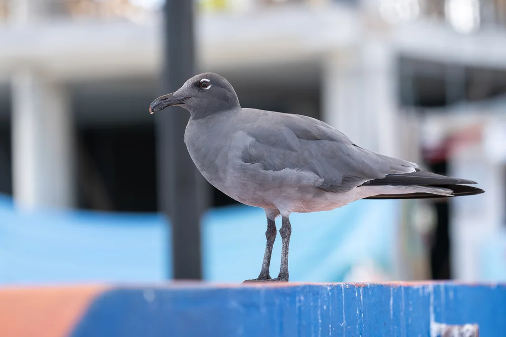岩鸥(Leucophaeus fuliginosus)