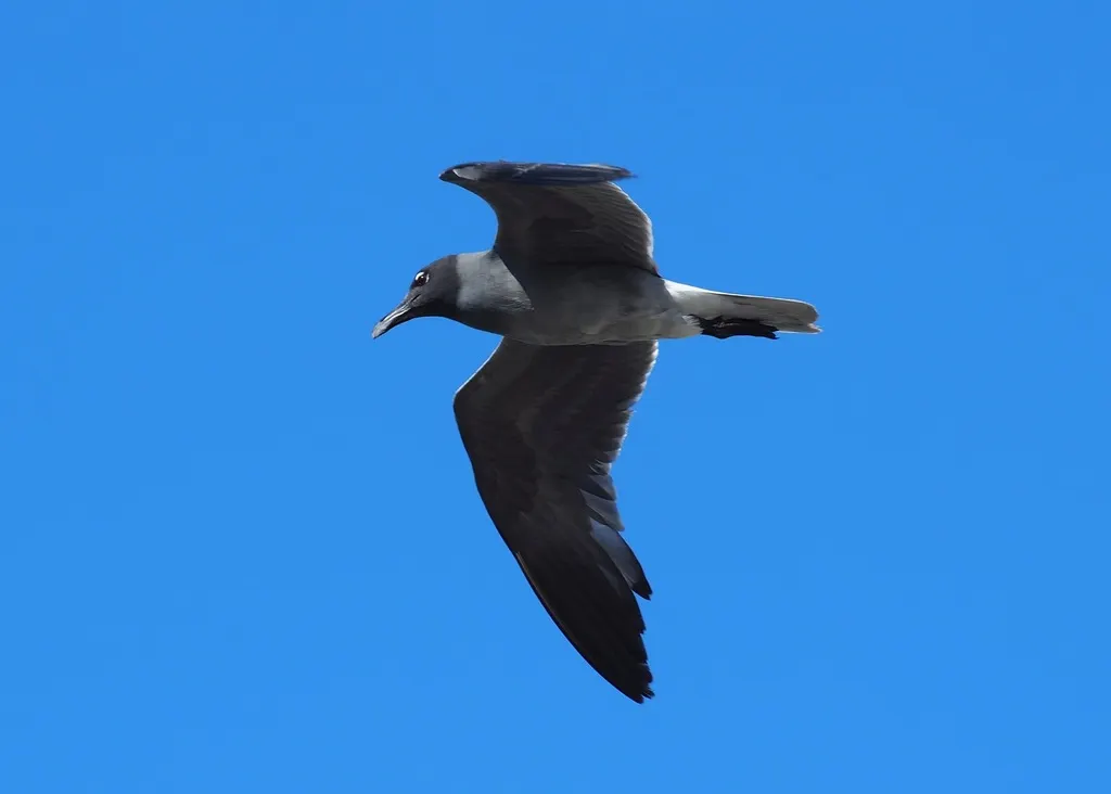 岩鸥(Leucophaeus fuliginosus)