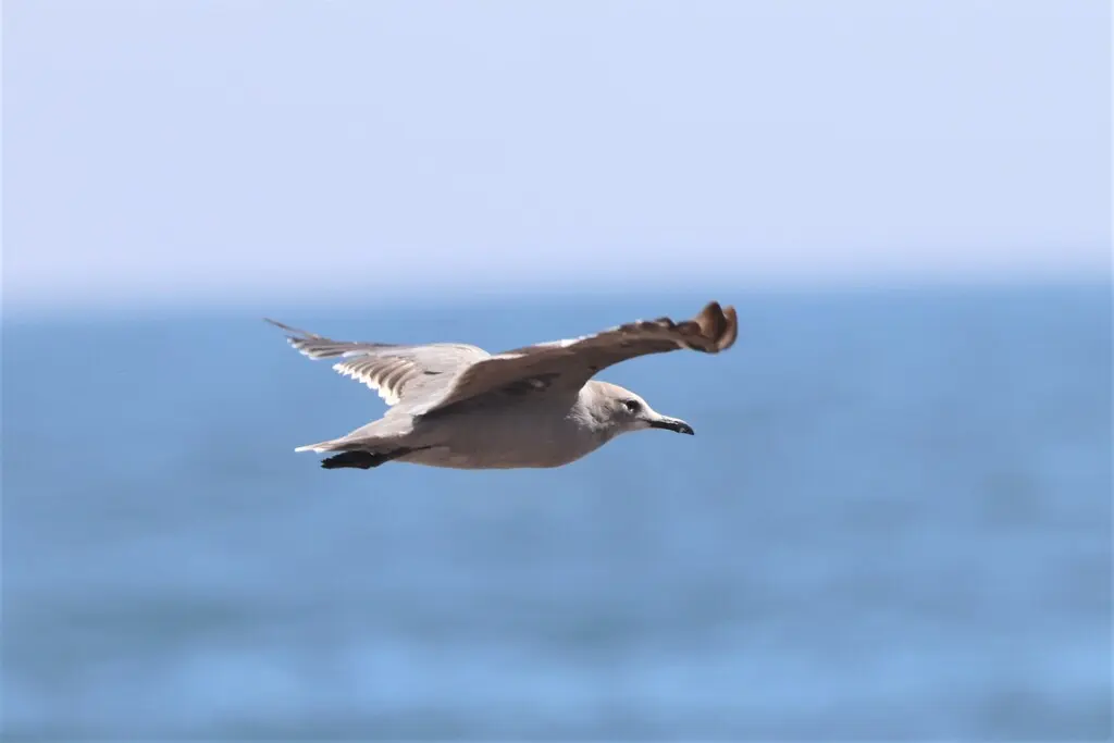 灰鸥(Leucophaeus modestus)