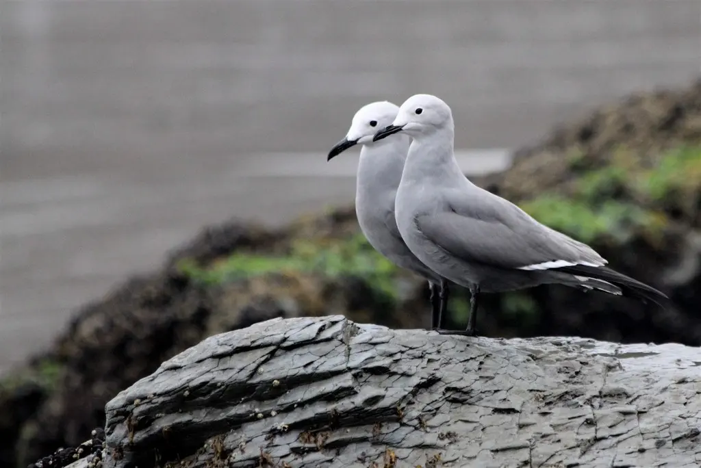 灰鸥(Leucophaeus modestus)