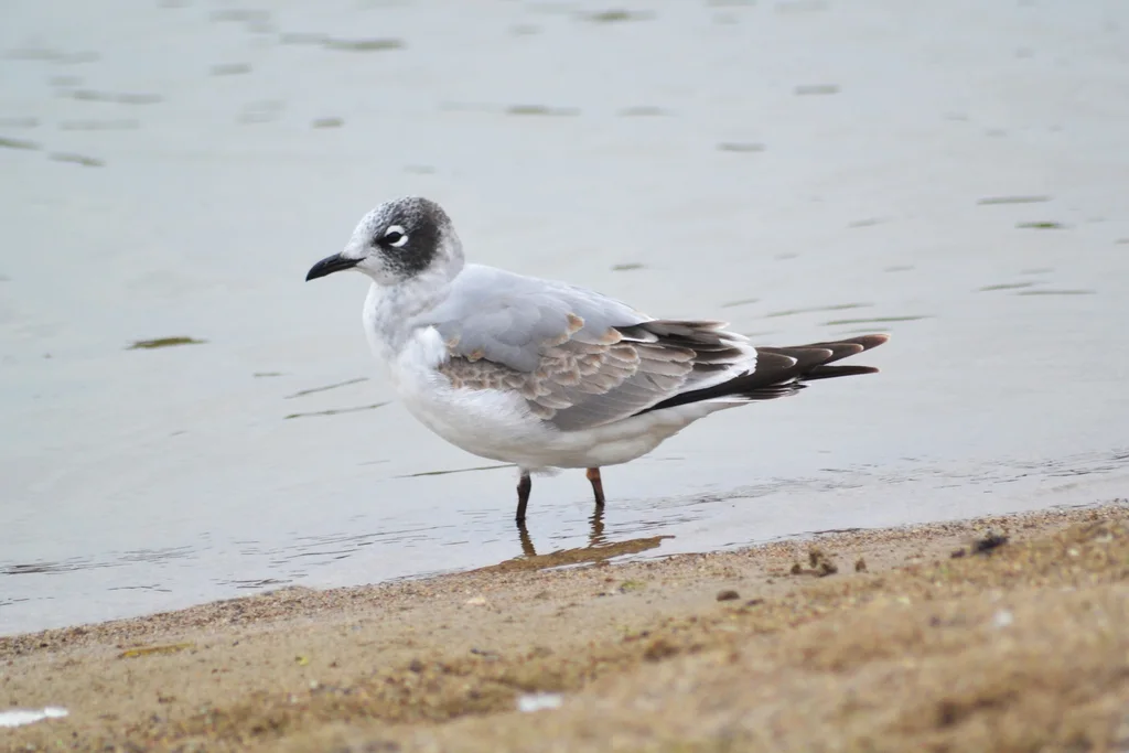 弗氏鸥(Leucophaeus pipixcan)