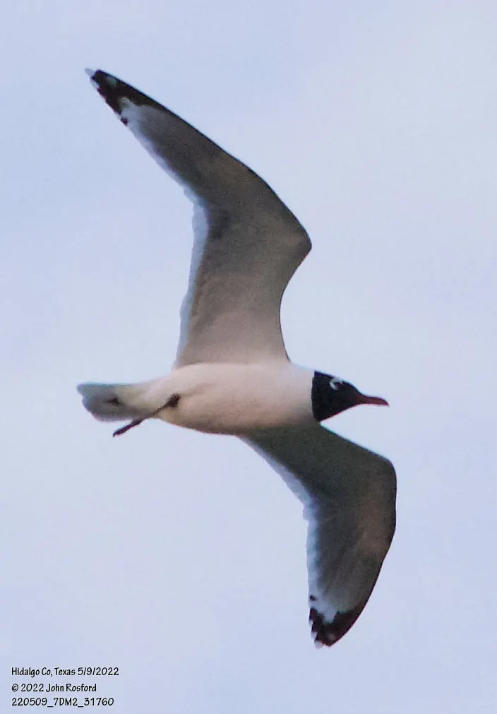 弗氏鸥(Leucophaeus pipixcan)