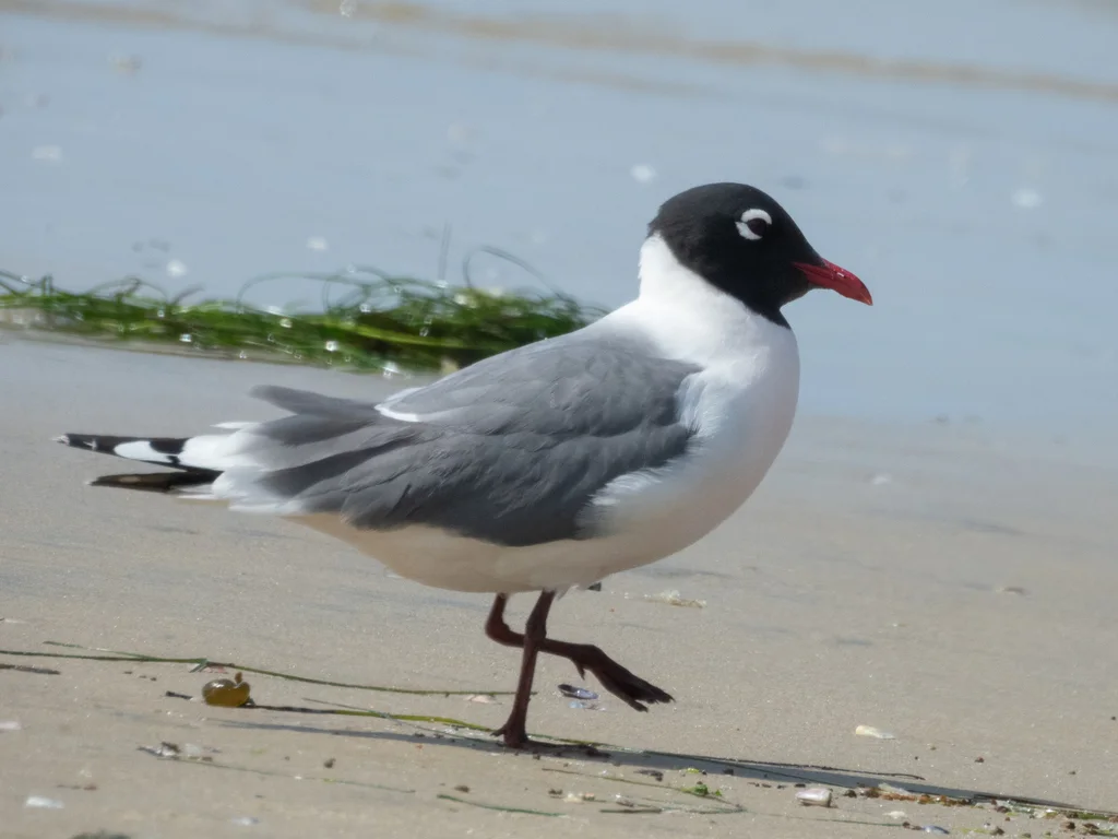 弗氏鸥(Leucophaeus pipixcan)