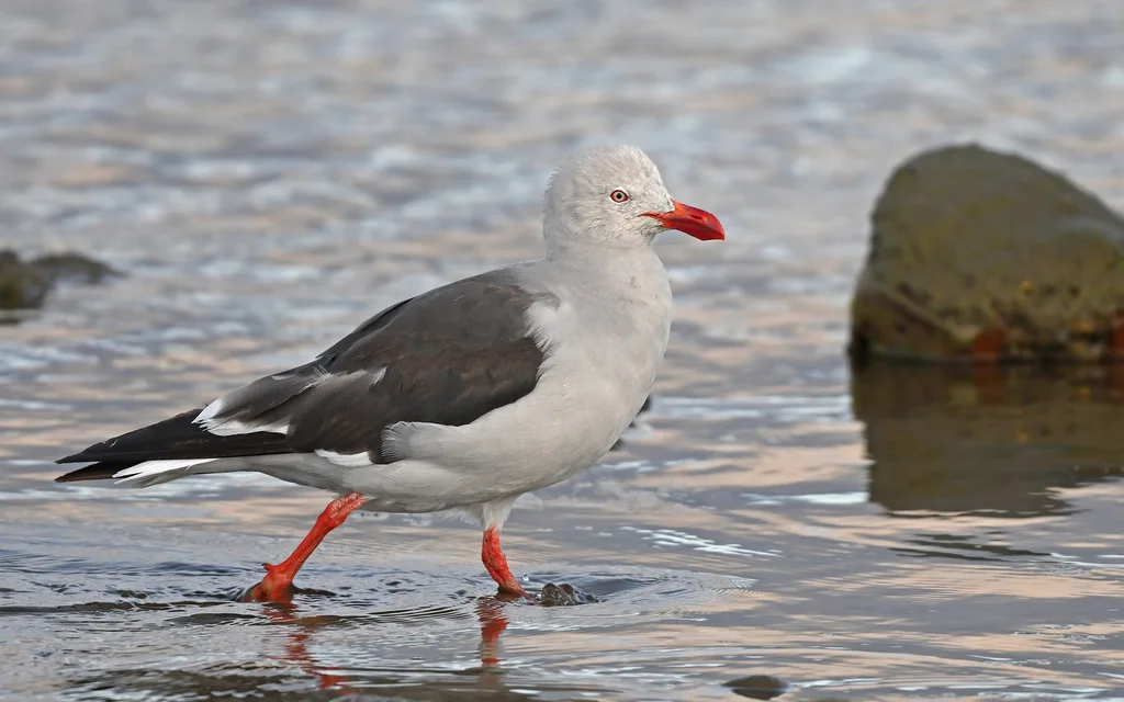 豚鸥(Leucophaeus scoresbii)