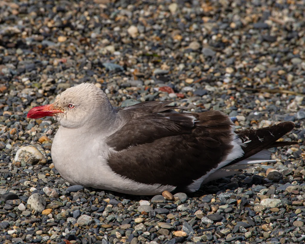 豚鸥(Leucophaeus scoresbii)