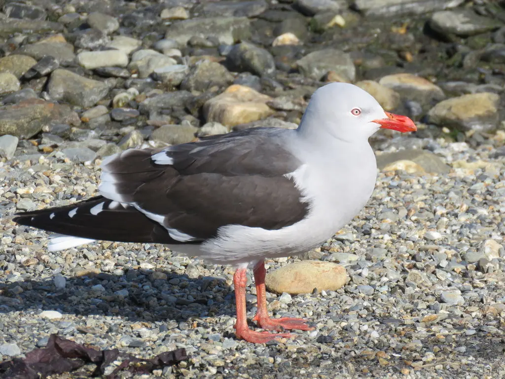 豚鸥(Leucophaeus scoresbii)
