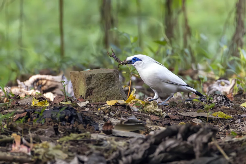 长冠八哥(Leucopsar rothschildi)