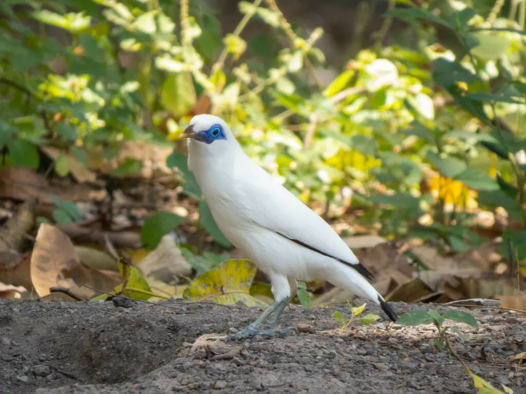 长冠八哥(Leucopsar rothschildi)