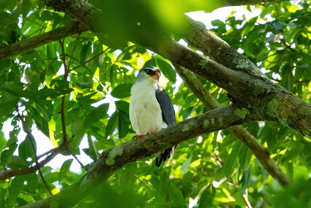 白眉南美鵟(Leucopternis kuhli)