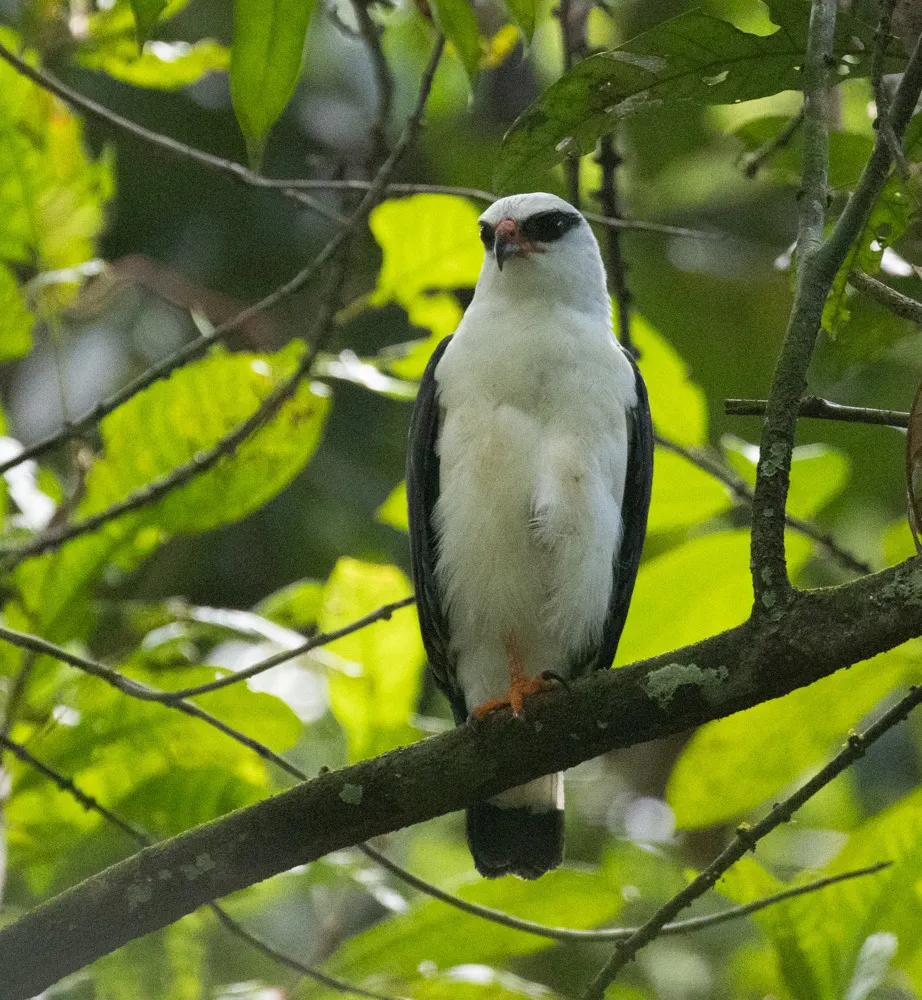黑脸南美鵟(Leucopternis melanops)