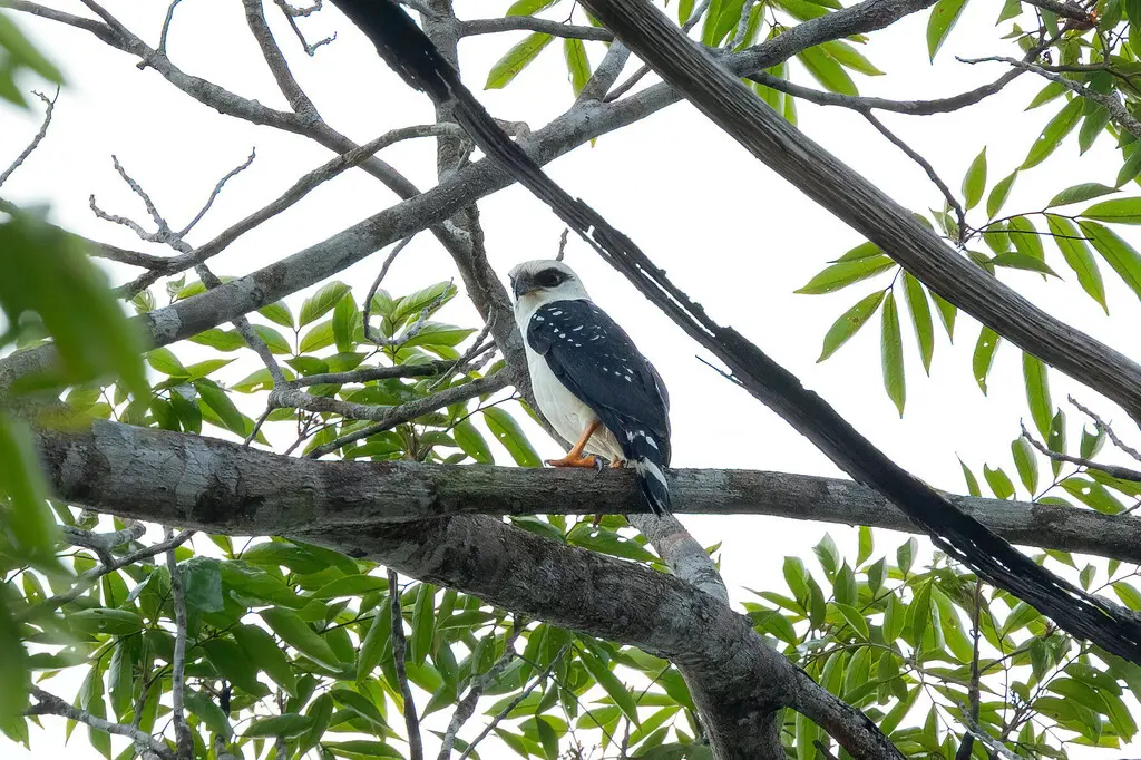 黑脸南美鵟(Leucopternis melanops)