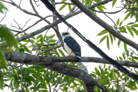 黑脸南美鵟