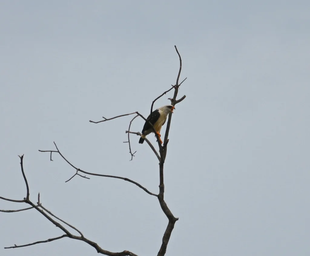 黑脸南美鵟(Leucopternis melanops)