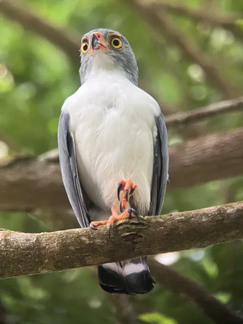 淡灰南美鵟