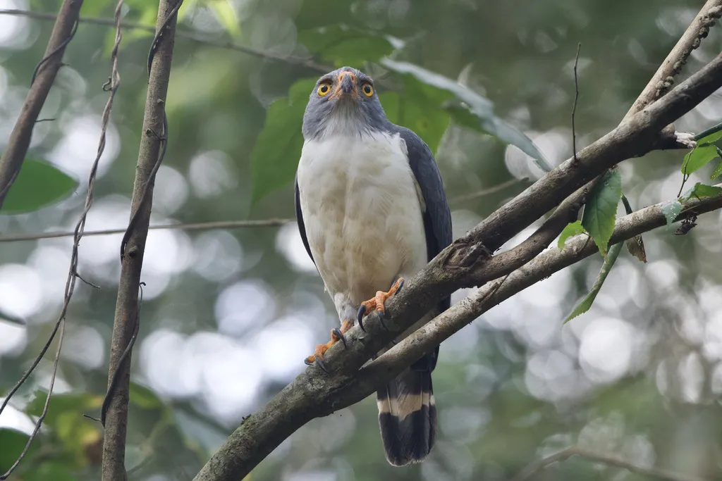 淡灰南美鵟（Leucopternis semiplumbeus）