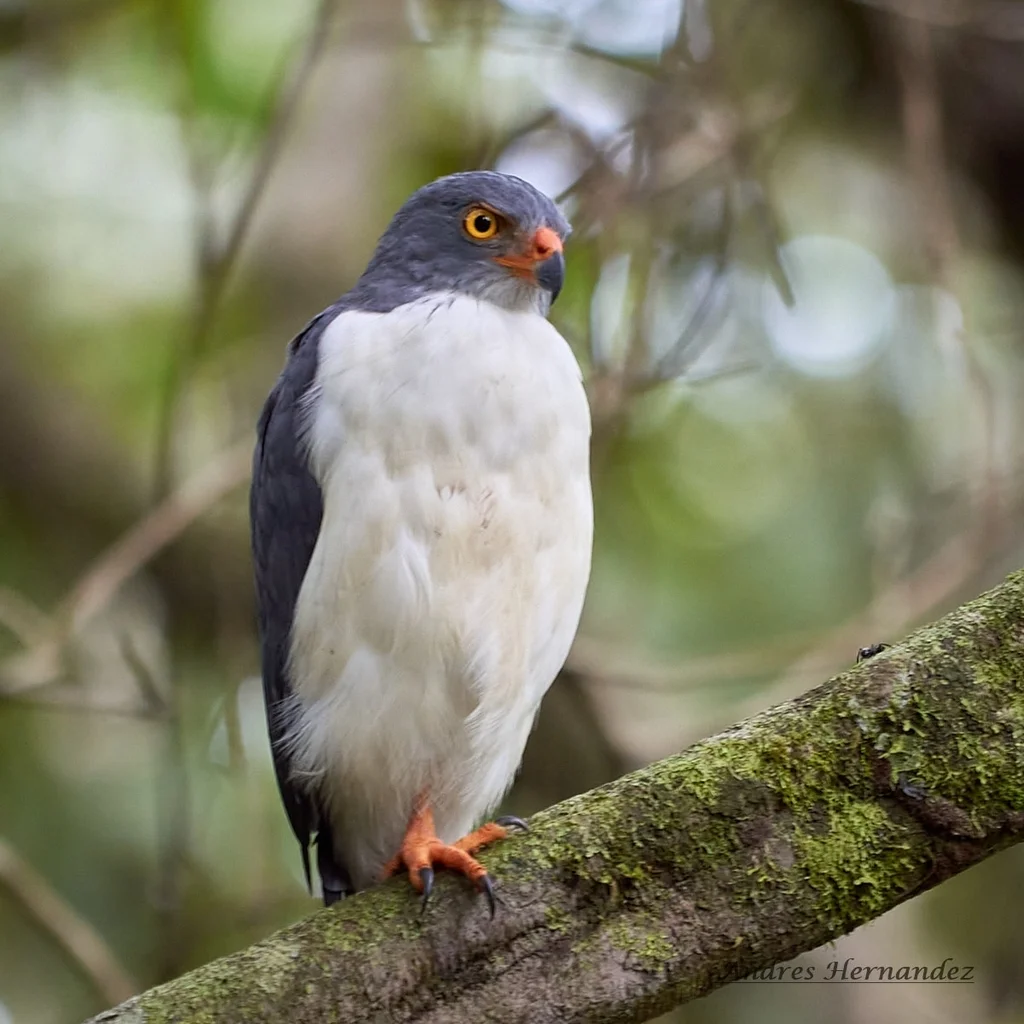 淡灰南美鵟（Leucopternis semiplumbeus）