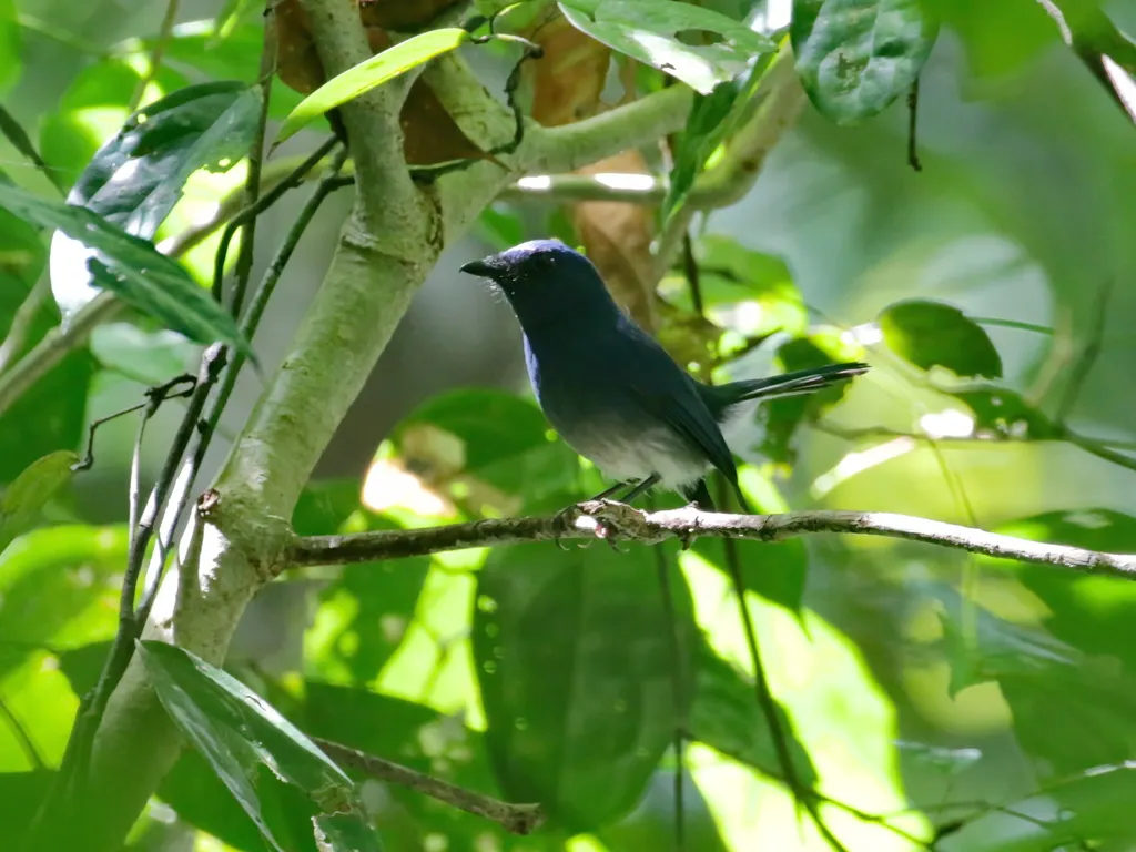 白尾蓝仙鹟(Leucoptilon concretum)