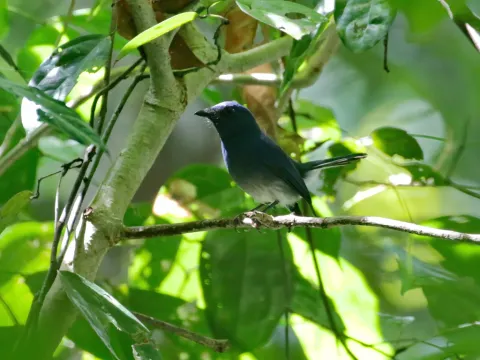 白尾蓝仙鹟