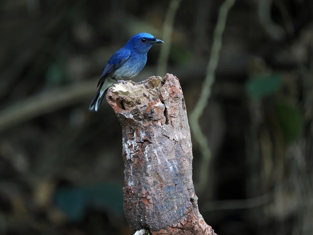 白尾蓝仙鹟(Leucoptilon concretum)