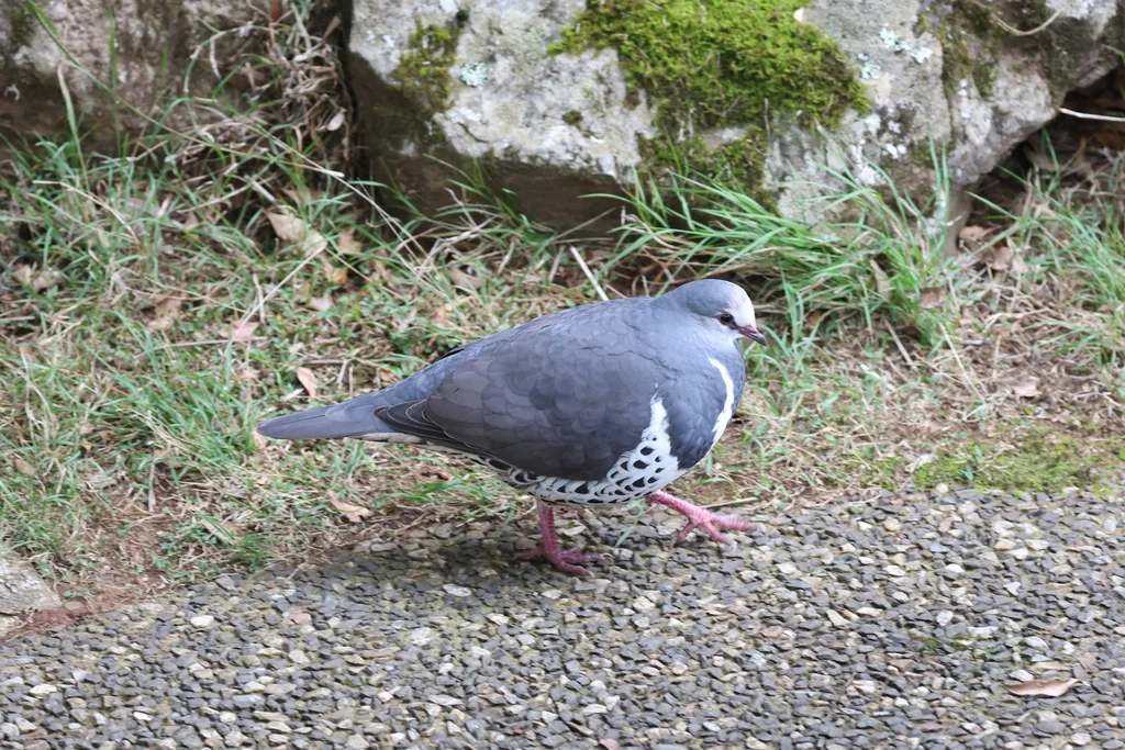 巨地鸠(Leucosarcia melanoleuca)